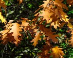 14_49-Autumn-colour_web