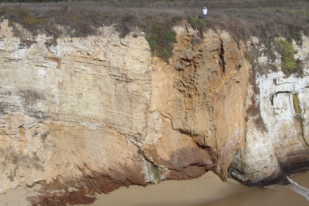 Professor Jon Bull photographed next to a sandstone injectite intruding vertically upwards through the horizontally bedded pale coloured mudstone layers, South of Yellowbank Creek beach.