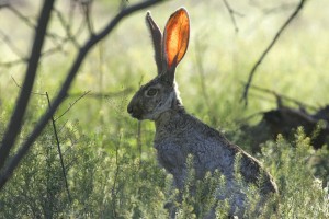 jackrabbit-673965_1280