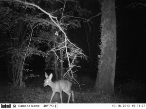 Roe Deer caught by one of our camera traps