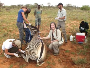 Laura helping to collar a Grevy's!