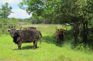 Highland cattle at Eelmoor Marsh