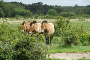 Przewalski horses (Equus ferus przewalskii) at Eelmoor Marsh