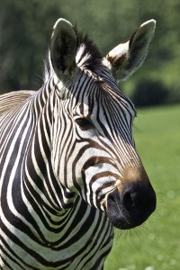 Hartmann's mountain zebra (Equus zebra hartmannae)