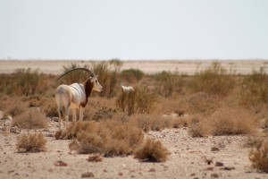 Scimitar Horned Oryx (Oryx dammah) in Tunisia
