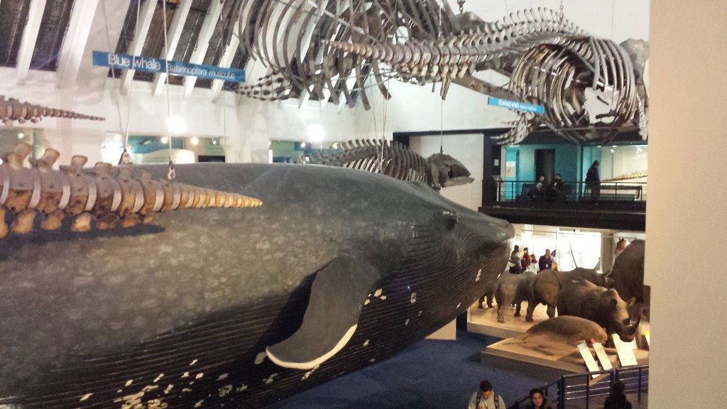 Blue whale (Balaenoptera musculus) at the Natural History Museum, London