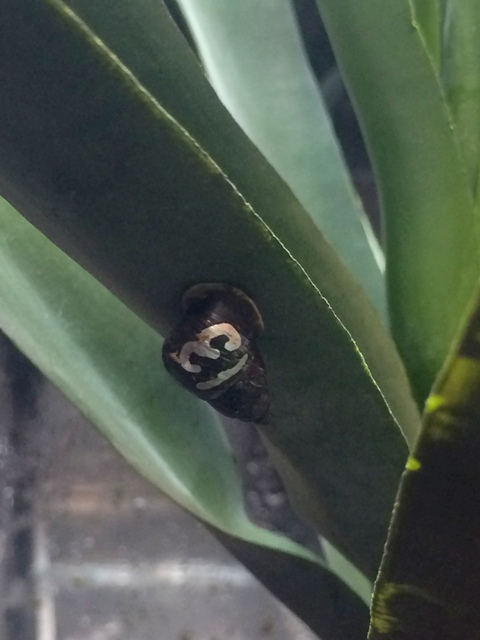 One of the marked individuals sheltering on the underside of an artificial plant