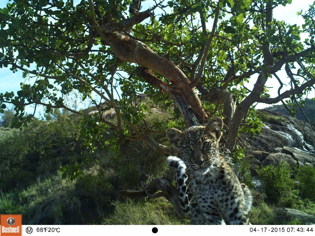 Leopard (Panthera pardus pardus) cub