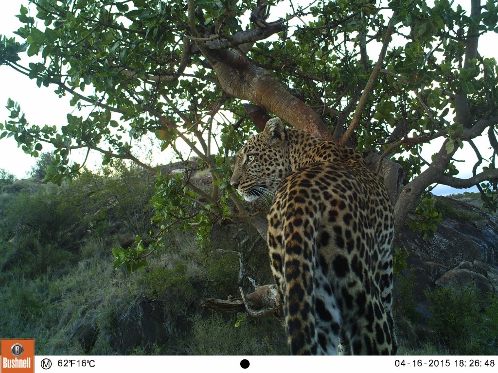 Female leopard (Panthera pardus pardus)