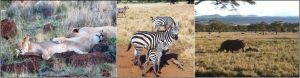 Lions (Panthera leo), plains zebra (Equus quagga) and black rhino (Diceros bicornis)