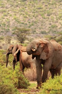 Elephants (Loxodonta Africana)