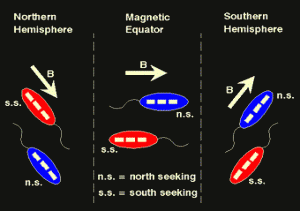 Fig. 3 - Behaviour of magnetotactic bacteria according to the earth's magnetic field.