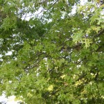 placeholder image (leaves)