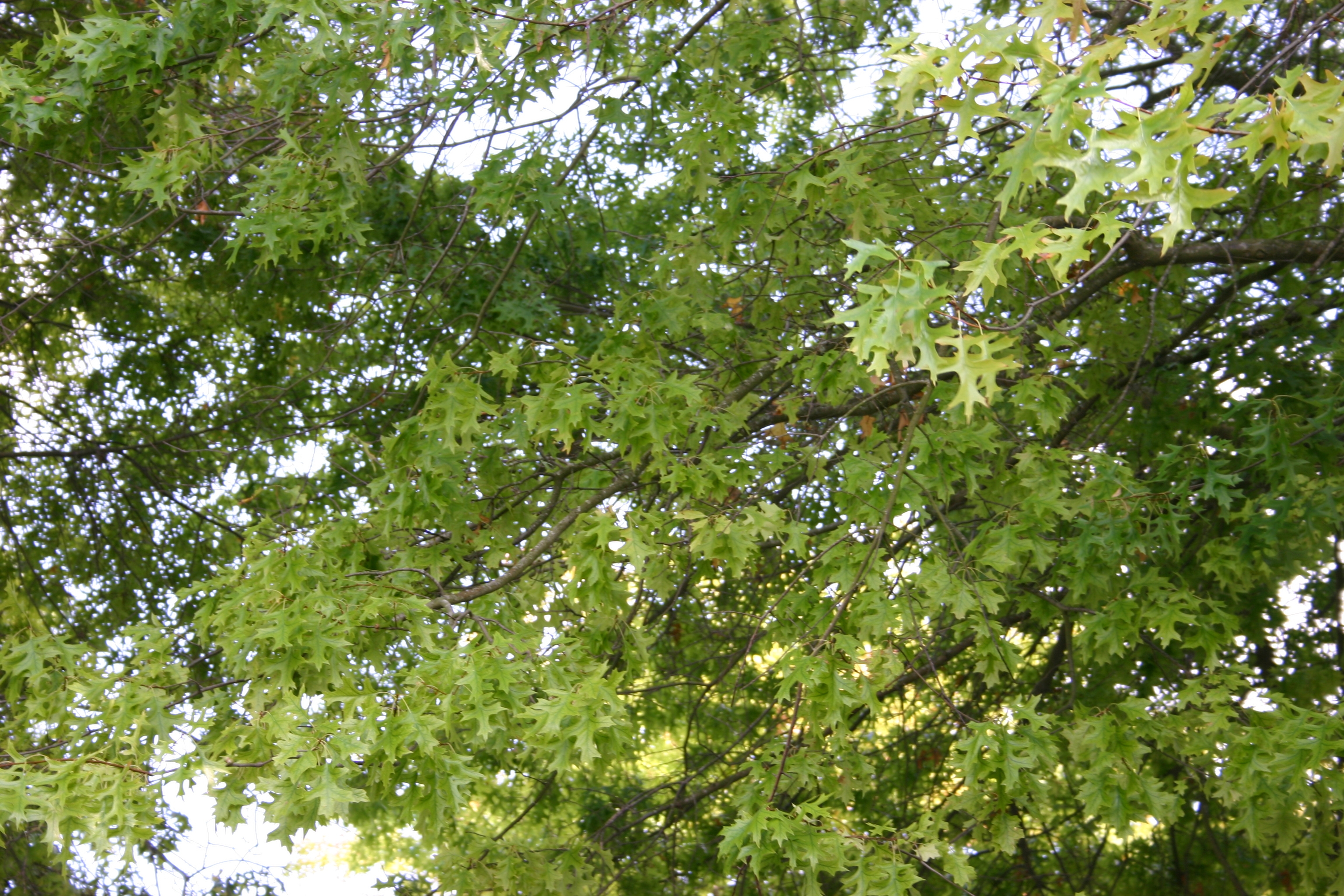 placeholder image (leaves)